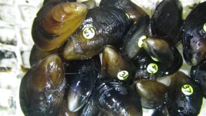 Con tecnología biomimética: Científicos establecen límites de temperaturas a las que se someten organismos marinos y que afectarían la supervivencia de su entorno Con tecnología biomimética: Científicos establecen límites de temperaturas a las que se someten organismos marinos y que afectarían la supervivencia de su entorno