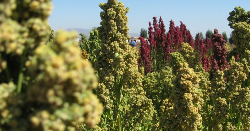 Realizarán capacitación en temas de quinua a docentes de escuelas agrícolas de la Región de Coquimbo Realizarán capacitación en temas de quinua a docentes de escuelas agrícolas de la Región de Coquimbo