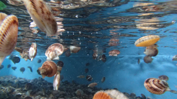 Nuevo estudio sugiere: Comunidades de organismos marinos de la costa de Coquimbo se han recuperado de alteraciones naturales pasadas y podrían recuperarse de perturbaciones humanas Nuevo estudio sugiere: Comunidades de organismos marinos de la costa de Coquimbo se han recuperado de alteraciones naturales pasadas y podrían recuperarse de perturbaciones humanas