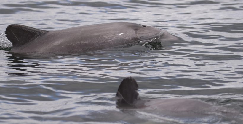 Publicación Scientific Report: Análisis genético revela origen y colonización de delfines chilenos en canales y fiordos patagónicos hace 11 mil años