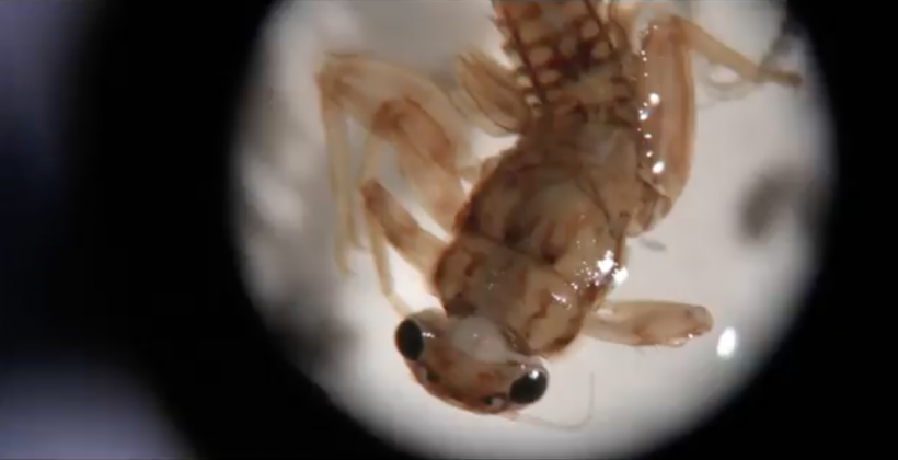 Finalizarán proyecto que determinó caudal mínimo del Río Choapa para sobrevivencia de sus organismos Finalizarán proyecto que determinó caudal mínimo del Río Choapa para sobrevivencia de sus organismos