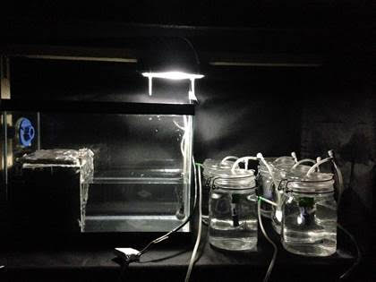 Luz artificial nocturna afectaría la conducta de organismos marinos