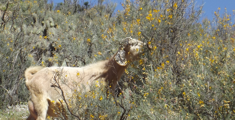 Estudio FIC-CEAZA: Un máximo de 300 mil cabezas de ganado caprino podría alimentar el forraje natural de la Región de Coquimbo Estudio FIC-CEAZA: Un máximo de 300 mil cabezas de ganado caprino podría alimentar el forraje natural de la Región de Coquimbo