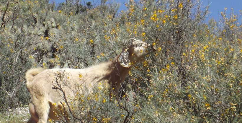 Estudio FIC-CEAZA: Un máximo de 300 mil cabezas de ganado caprino podría alimentar el forraje natural de la Región de Coquimbo