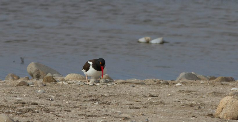 CEAZA participa en el Plan de Manejo de los humedales de Tongoy