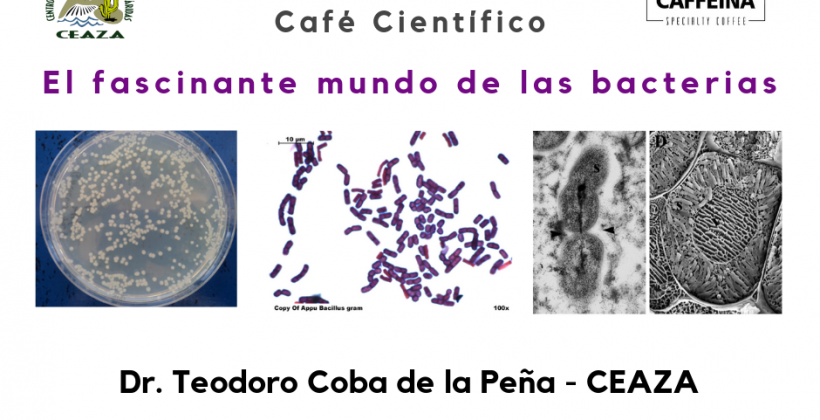 En café científico: Relevarán los beneficios de las bacterias para la vida del planeta En café científico: Relevarán los beneficios de las bacterias para la vida del planeta