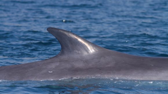 ¿Qué aprendimos de la ballena varada en Tongoy? ¿Qué aprendimos de la ballena varada en Tongoy?