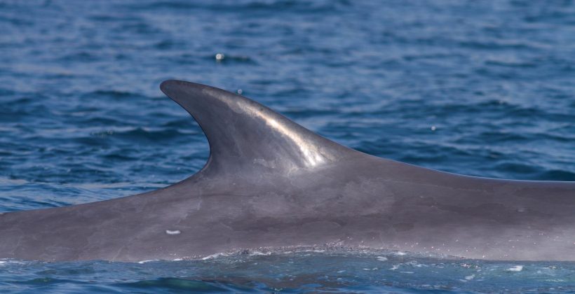 ¿Qué aprendimos de la ballena varada en Tongoy?
