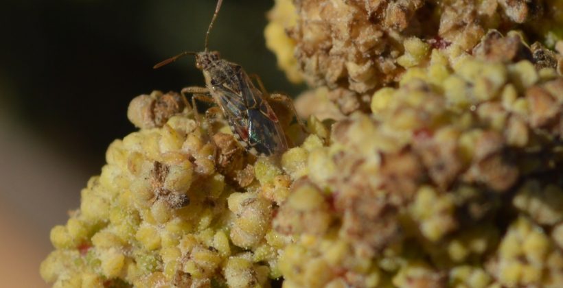 Centro Científico CEAZA identifica plagas de la quínoa en cultivo experimental