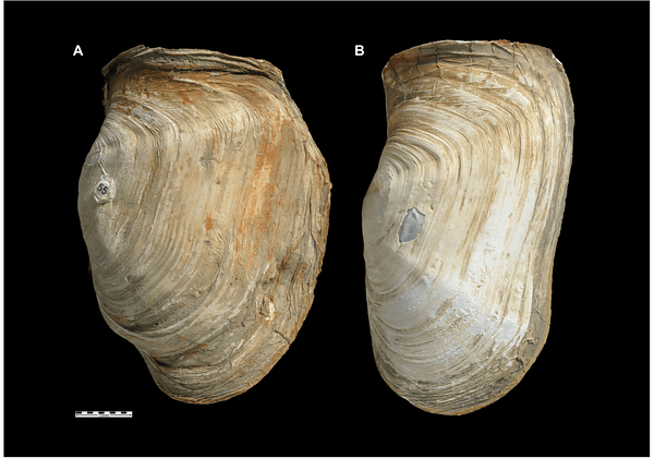 Establecerán riesgo de extinción de invertebrados marinos antárticos Establecerán riesgo de extinción de invertebrados marinos antárticos