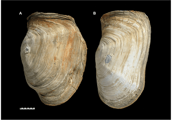 Establecerán riesgo de extinción de invertebrados marinos antárticos