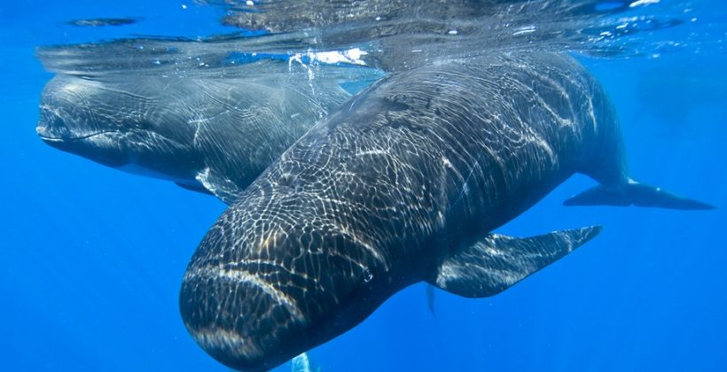 Estudio genético confirma la fuerte cohesión de comunidades de delfines calderón Estudio genético confirma la fuerte cohesión de comunidades de delfines calderón