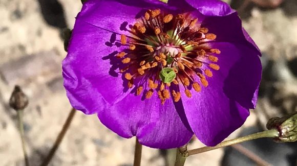 Estudio en pata de guanaco: Microorganismos mejorarían supervivencia de plantas en el desierto Estudio en pata de guanaco: Microorganismos mejorarían supervivencia de plantas en el desierto