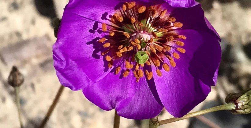 Estudio en pata de guanaco: Microorganismos mejorarían supervivencia de plantas en el desierto