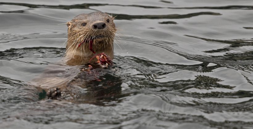 En el Día del Medio Ambiente: Invitan a conocer a 3 mamíferos marinos endémicos de Chile