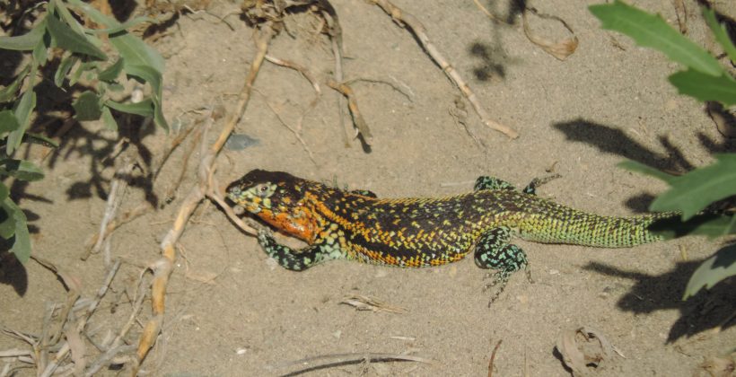 Lagarto que habita playa Changa de Coquimbo sobrevive a pesar de la alta urbanización Lagarto que habita playa Changa de Coquimbo sobrevive a pesar de la alta urbanización