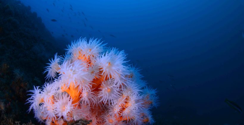 Construyen árbol genético de corales más completo hasta la actualidad Construyen árbol genético de corales más completo hasta la actualidad