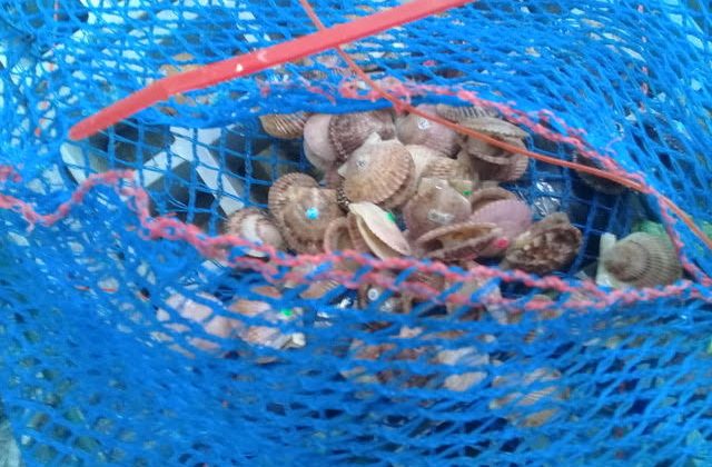 Surgencia en Tongoy: Procesos oceanográficos aportan alimento y arriesgan la supervivencia del ostión Surgencia en Tongoy: Procesos oceanográficos aportan alimento y arriesgan la supervivencia del ostión
