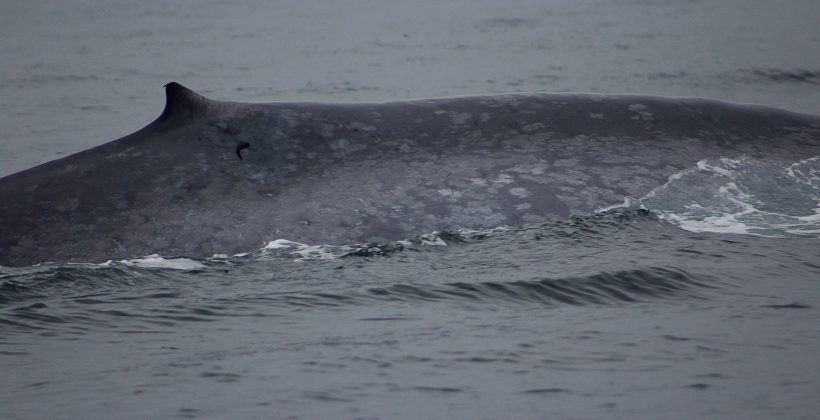 Confirman presencia de ballenas en Archipiélago Juan Fernández durante el invierno austral