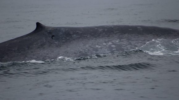 Confirman presencia de ballenas en Archipiélago Juan Fernández durante el invierno austral Confirman presencia de ballenas en Archipiélago Juan Fernández durante el invierno austral