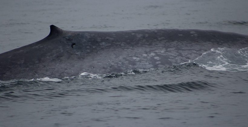 Confirman presencia de ballenas en Archipiélago Juan Fernández durante el invierno austral Confirman presencia de ballenas en Archipiélago Juan Fernández durante el invierno austral