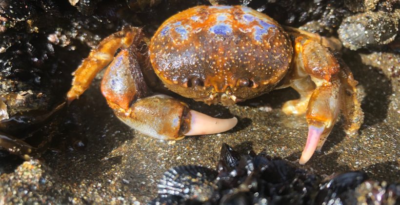 Con consecuencias en otros invertebrados marinos de la costa chilena: La acidificación y calentamiento del océano afectarían hábitos alimenticios del cangrejo de los mantos de choritos