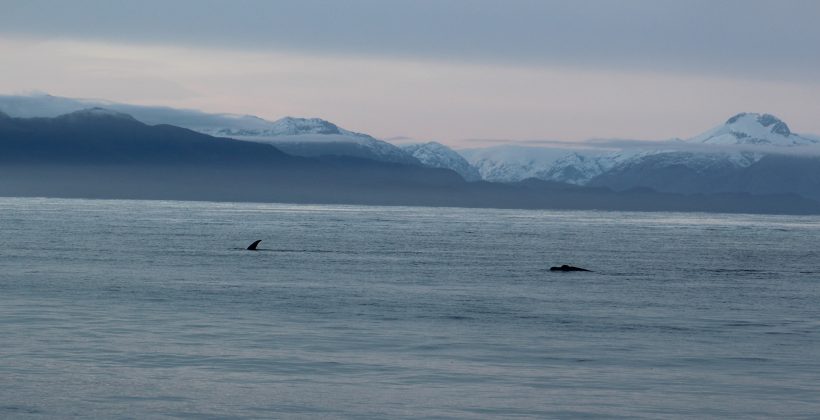 Encuentran refugio de crianza  de ballena franca austral en la Patagonia chilena