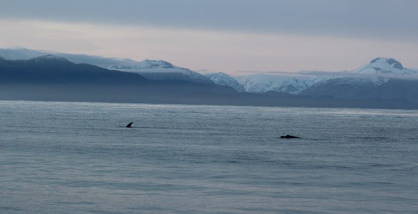 Encuentran refugio de crianza de ballena franca austral en la Patagonia chilena Encuentran refugio de crianza de ballena franca austral en la Patagonia chilena