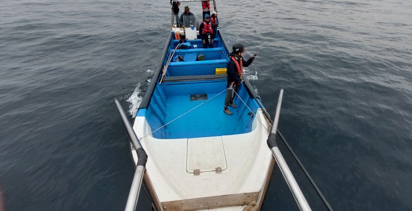 Científicos conocen más sobre la vida secreta de las ballenas en el Archipiélago de Humboldt