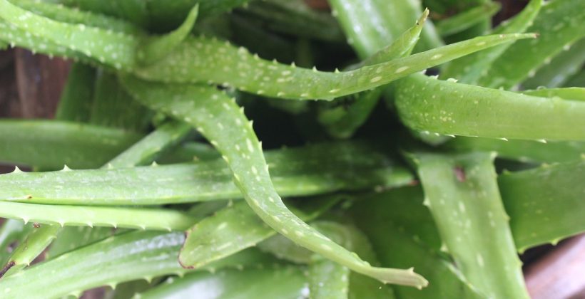 Aloe vera y su capacidad de vivir sin riego podría ayudar a la producción de cultivos en condiciones desérticas Aloe vera y su capacidad de vivir sin riego podría ayudar a la producción de cultivos en condiciones desérticas