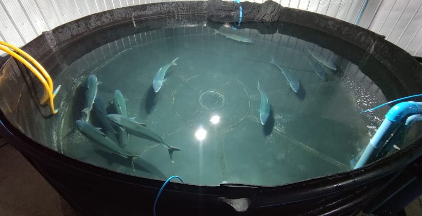 Expondrán sobre tecnologías aplicables al cultivo de peces marinos nativos