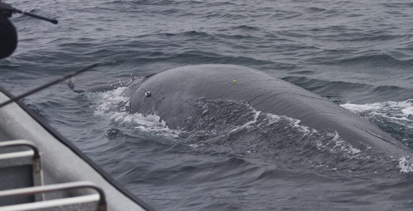 ¿Dónde van las ballenas?: Científicos monitorean vía satélite los movimientos de ballenas en Chile central