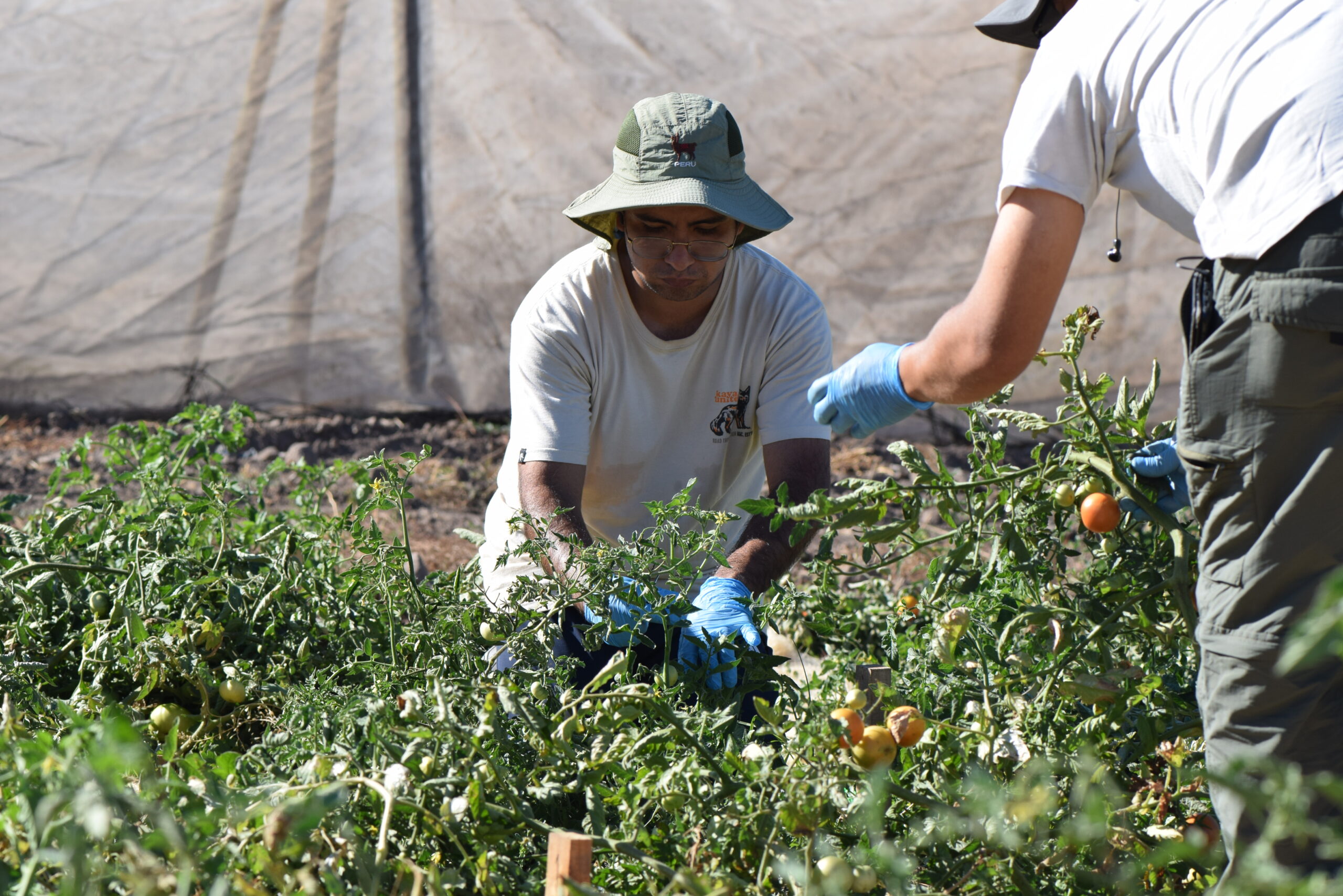 En Ovalle: Científicos informarán sobre potencial de microorganismos para una agricultura sustentable