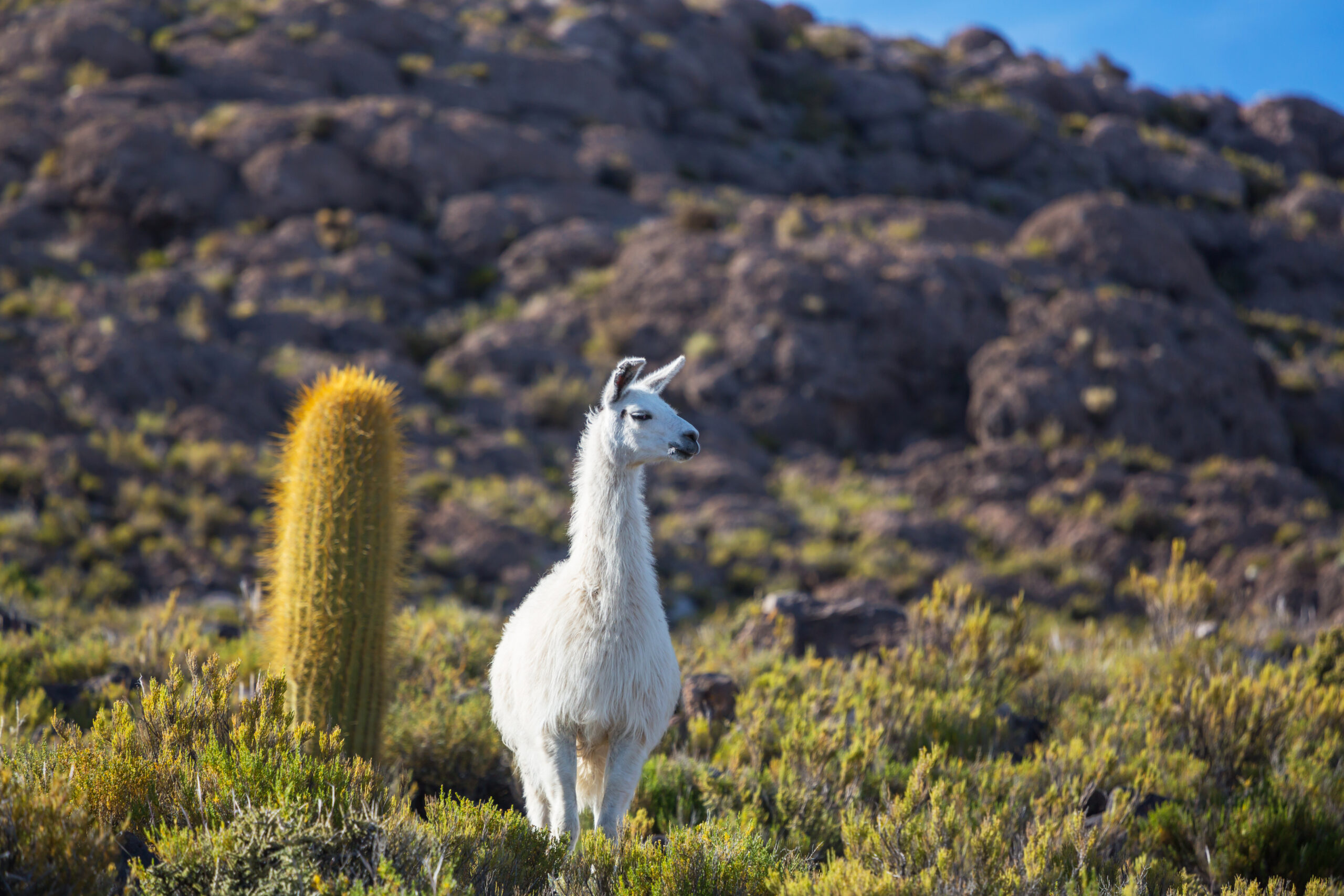 Investigación con National Geographic mostrará que el hábitat de camélidos era mayor en el pasado, mientras su población actual toca mínimos históricos