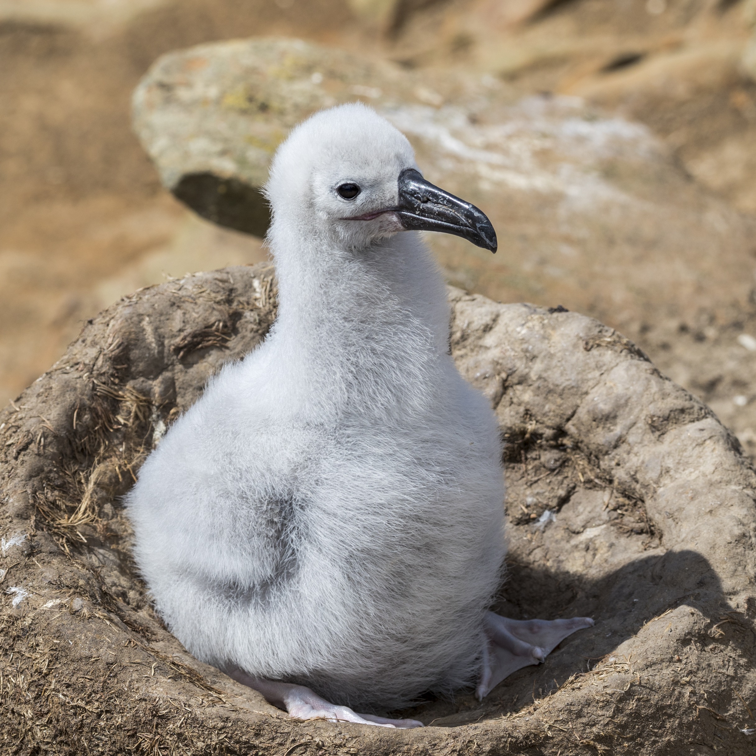 Cambio climático reduce el mundo habitable de las aves marinas: Estudio publicado en Nature Climate Change alerta sobre su futuro