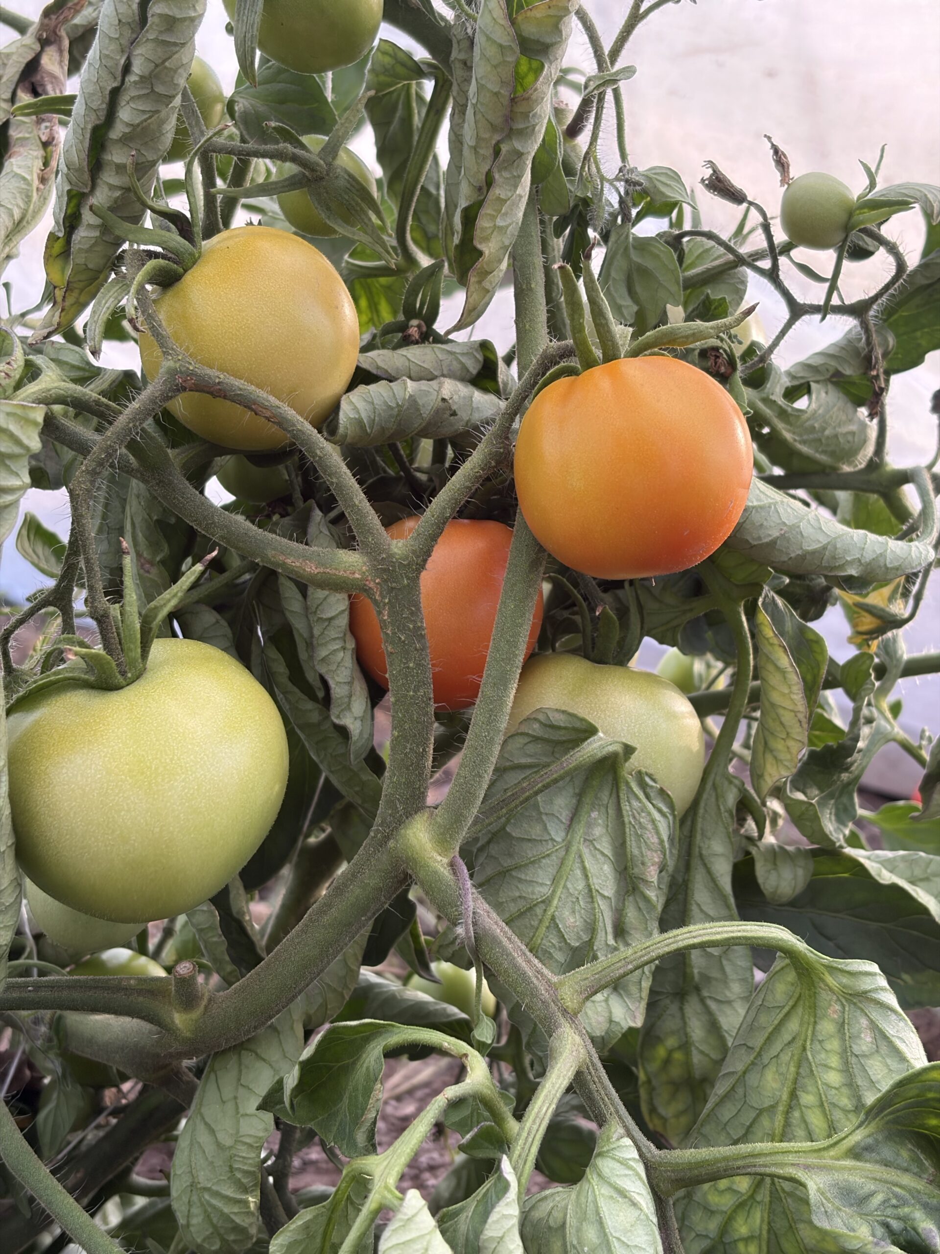 Llamado a estudiantes de magíster: Para desarrollar tesis sobre tolerancia potencial a sequía en una colección de tomate