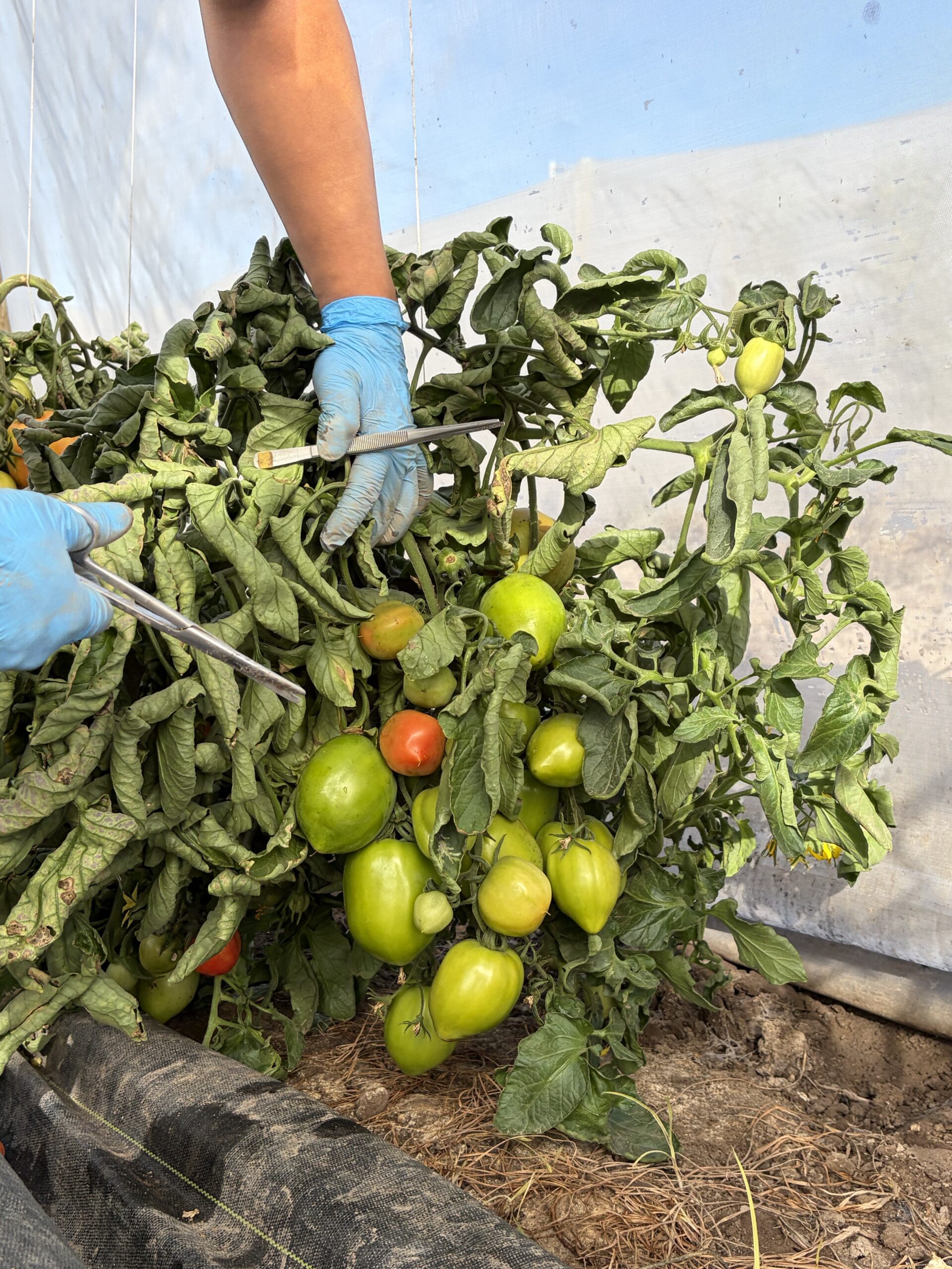 Llamado a tesis de pregrado: Validación genómica de progenies F1 de tomate mediante análisis de parentesco y marcadores SNP